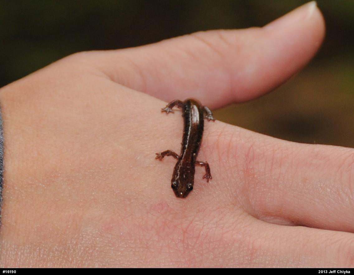 Eastern Red-backed  Salamander