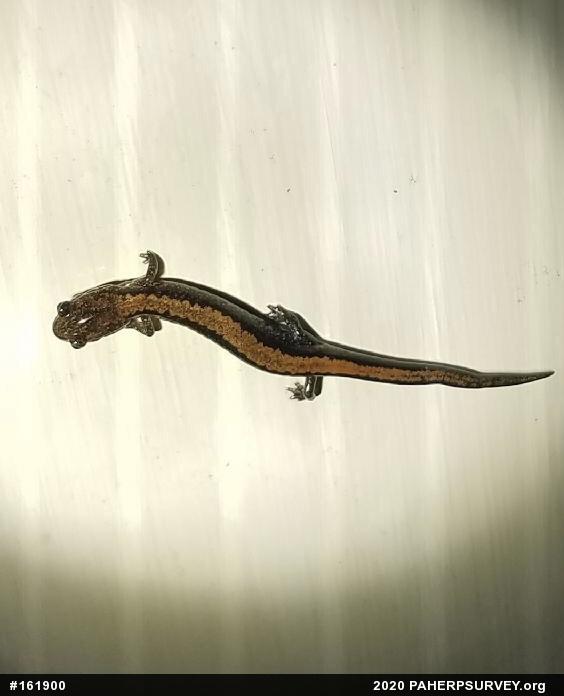 Eastern Red-backed  Salamander