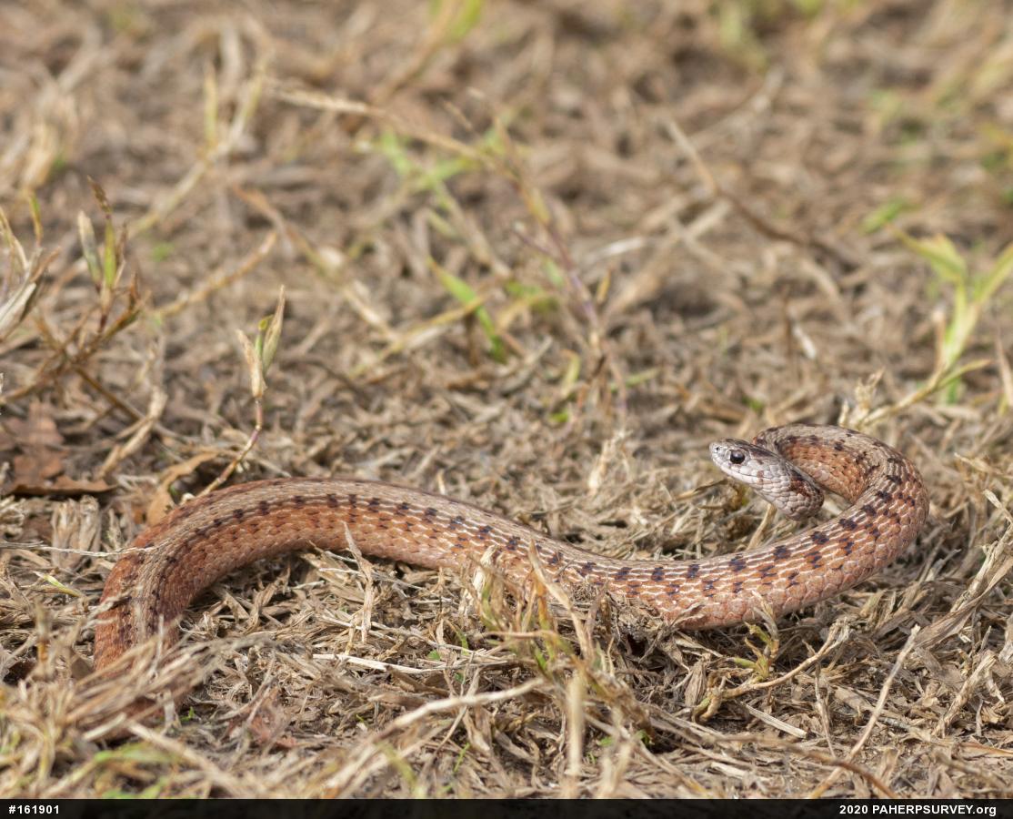 Dekay's Brownsnake