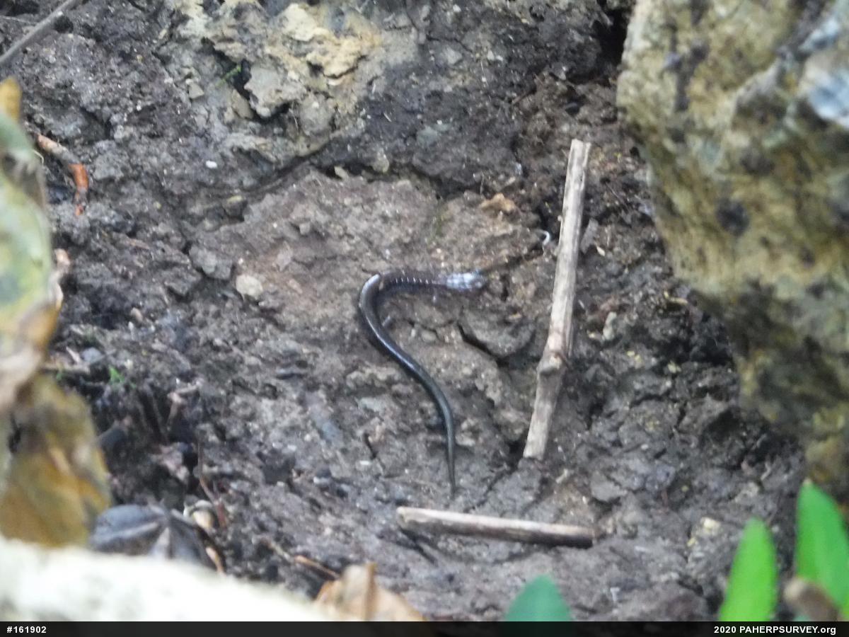 Eastern Red-backed  Salamander