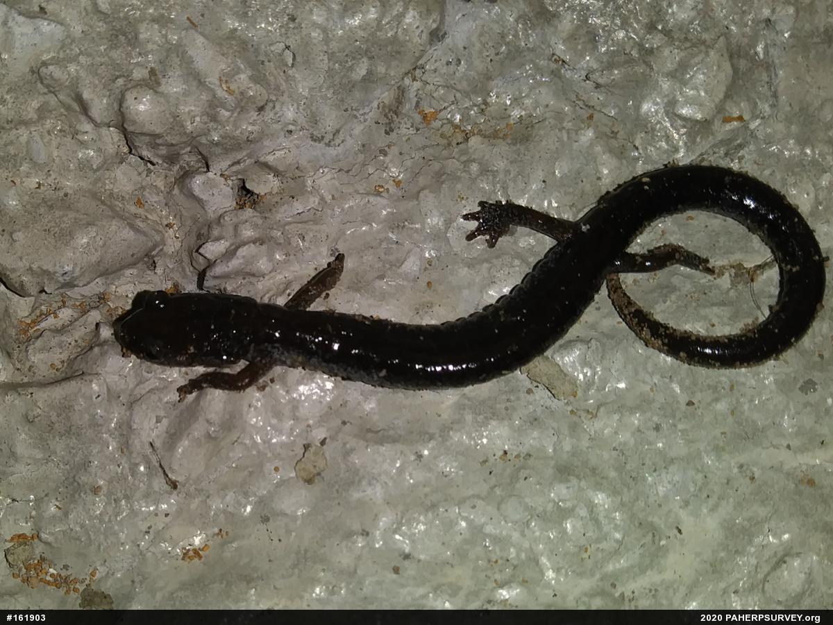 Woodland Salamanders