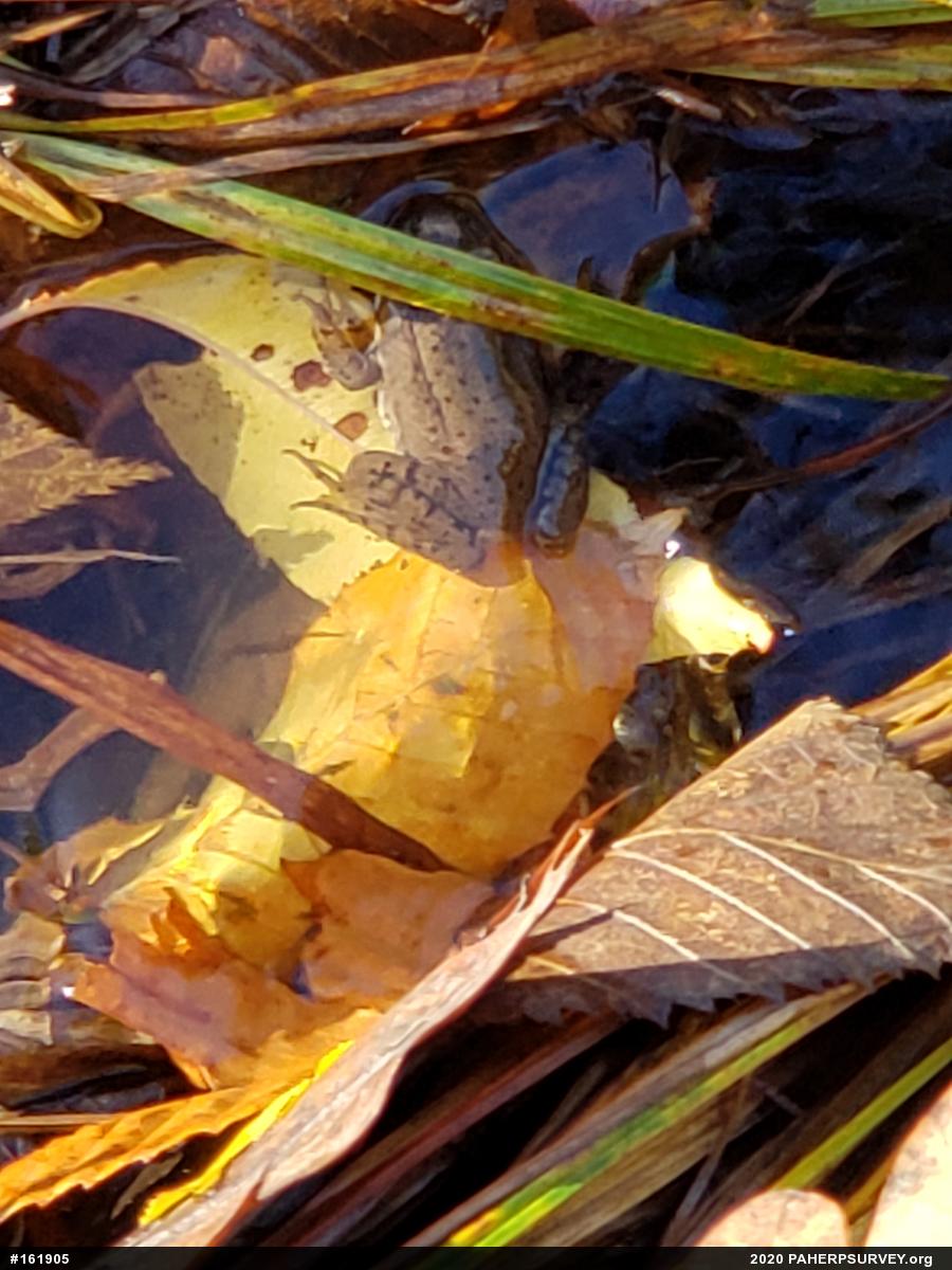 Green Frog