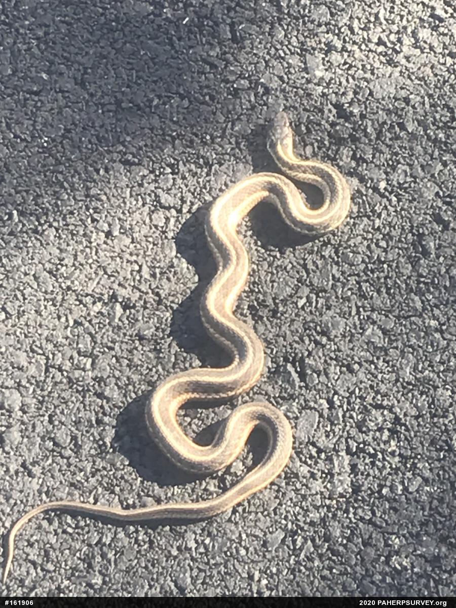 Eastern Gartersnake