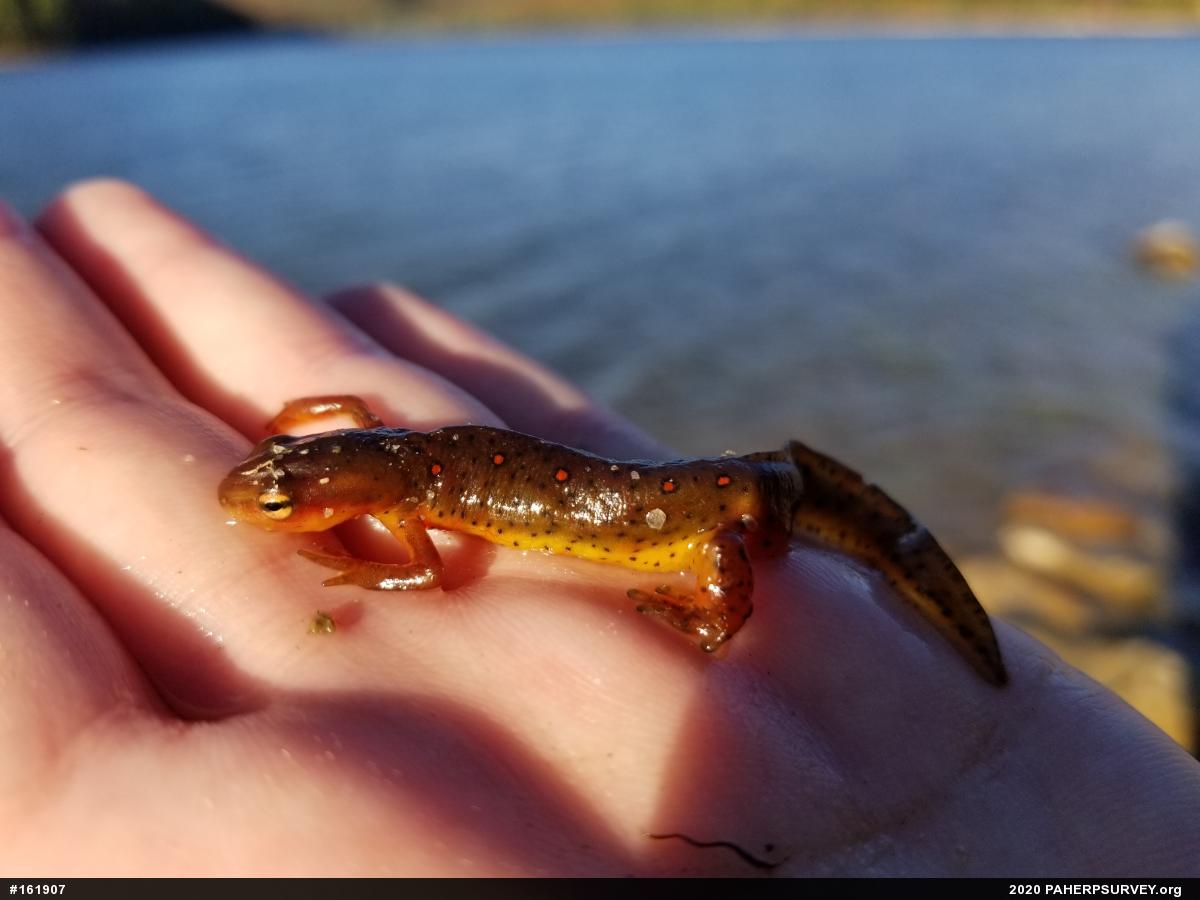 Red-spotted Newt