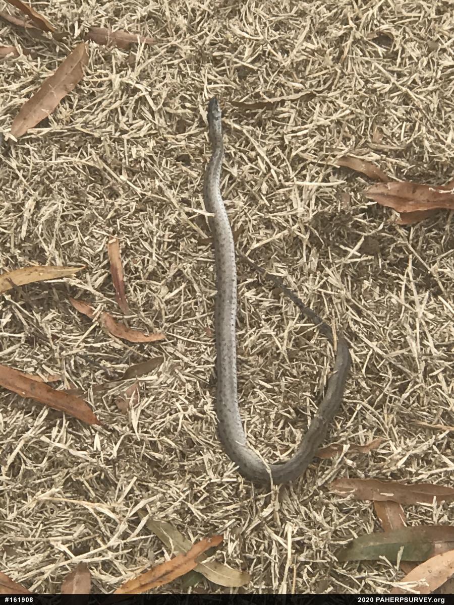Dekay's Brownsnake