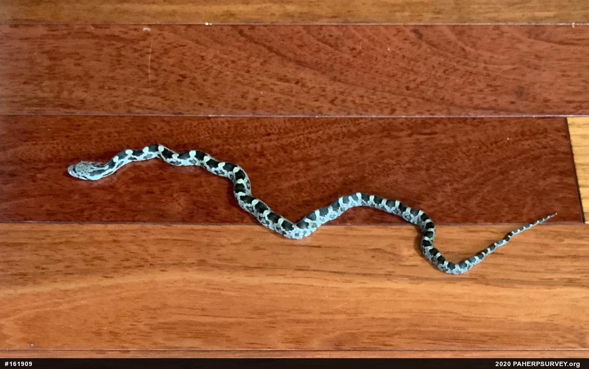 Eastern Ratsnake