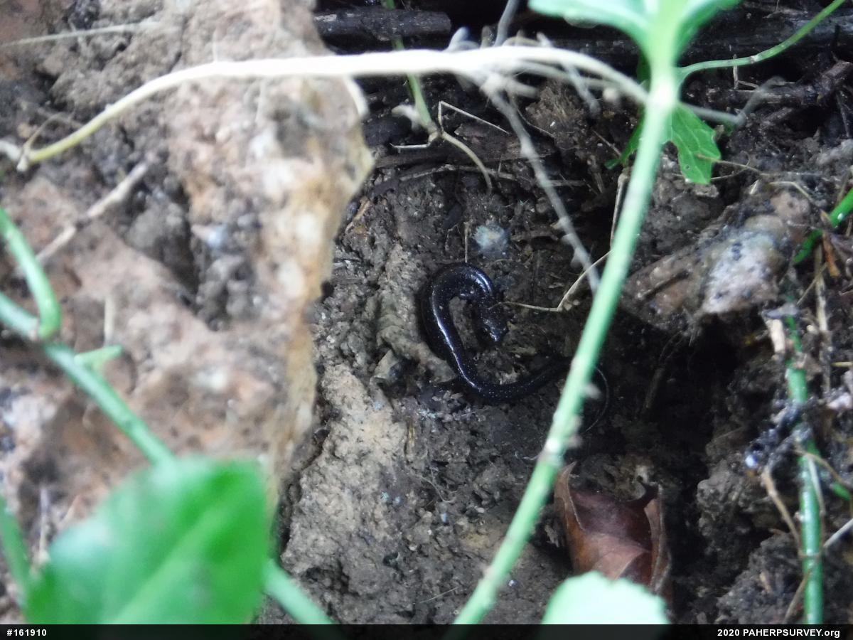 Eastern Red-backed  Salamander