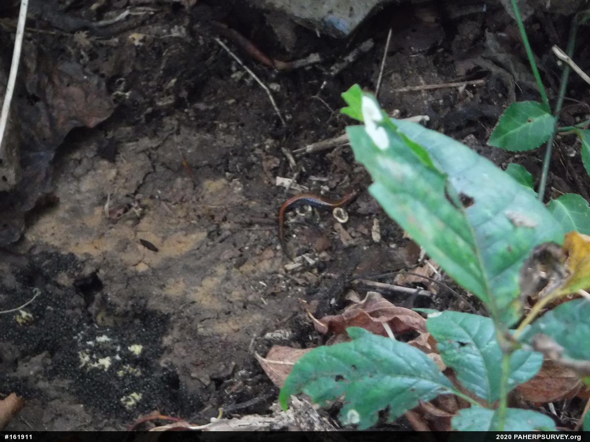 Eastern Red-backed  Salamander