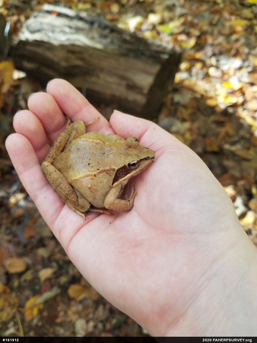 Wood Frog