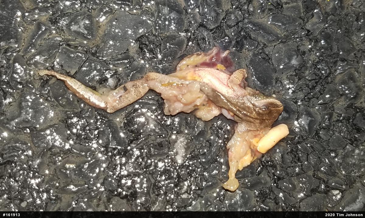 Spring Peeper