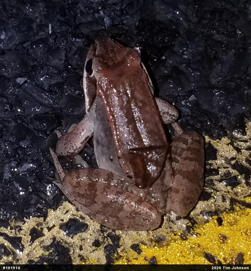 Wood Frog