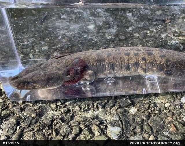 Common Mudpuppy