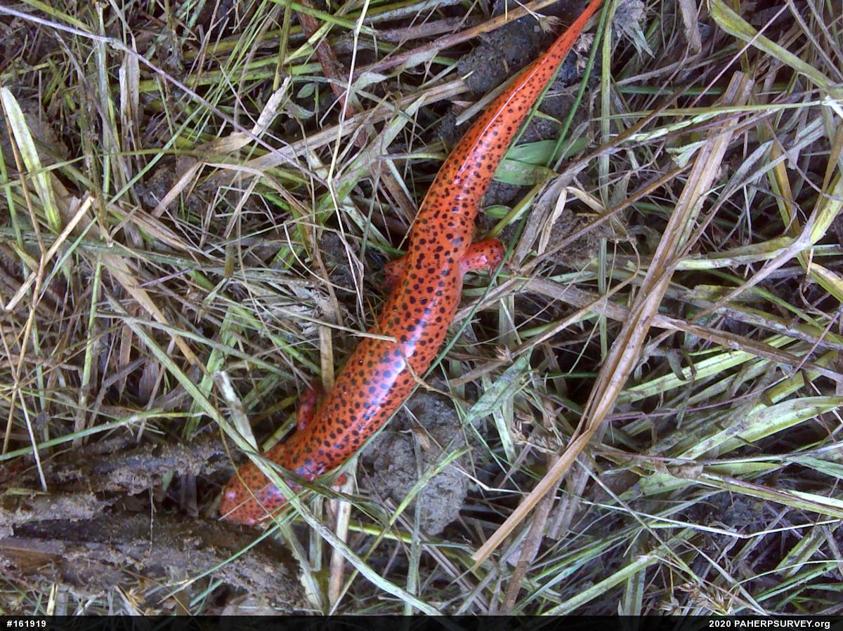 Northern Red Salamander