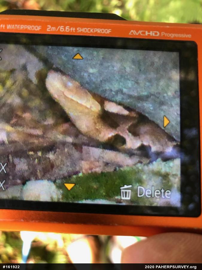 Northern Copperhead