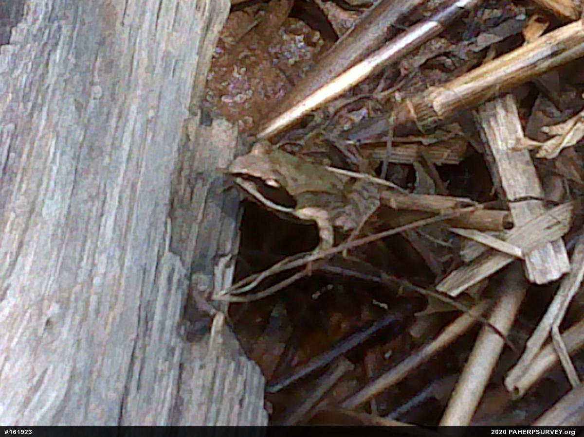 Wood Frog