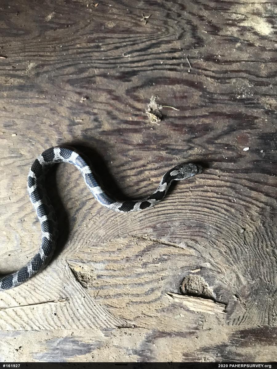 Eastern Ratsnake