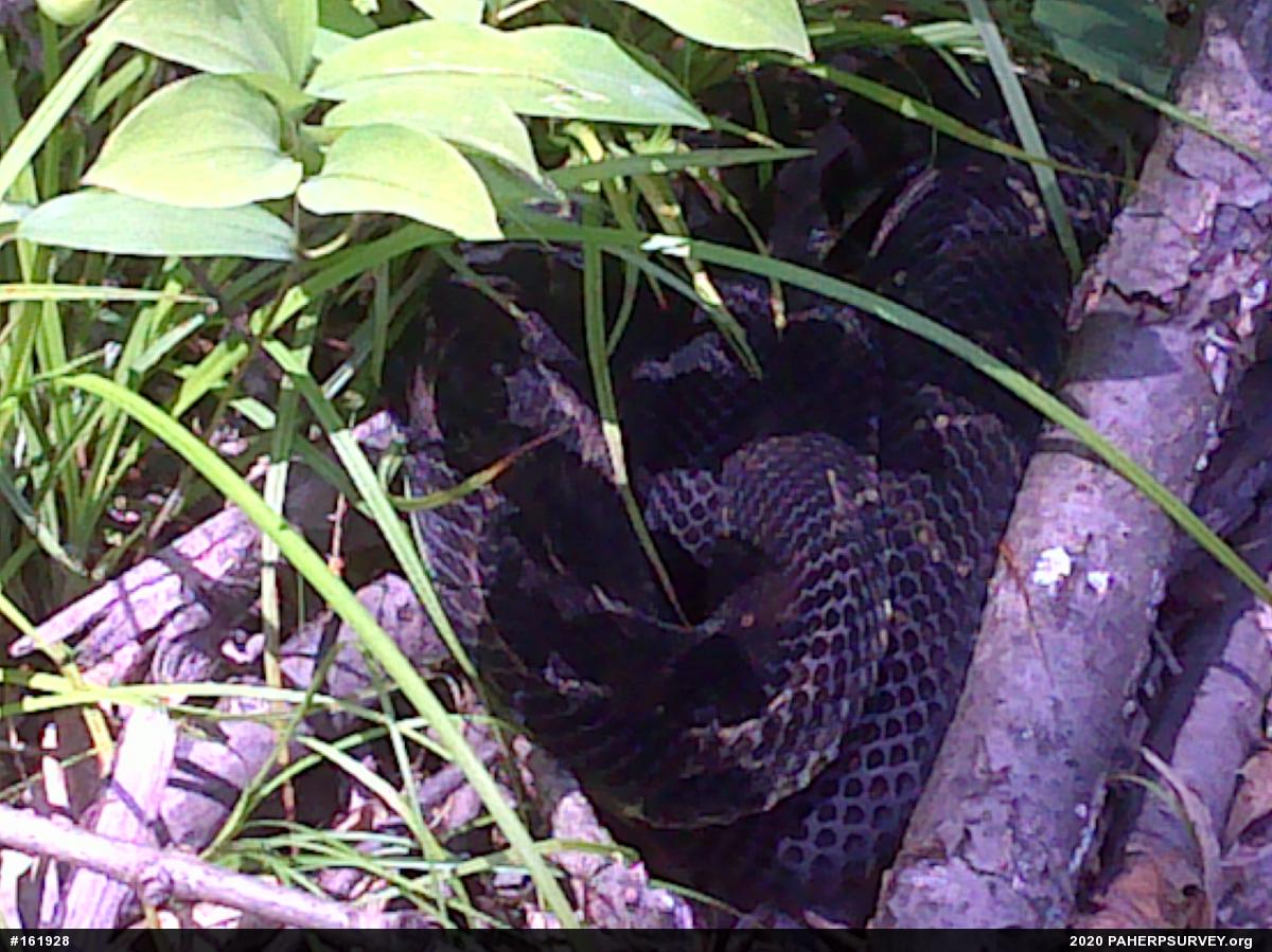Timber Rattlesnake