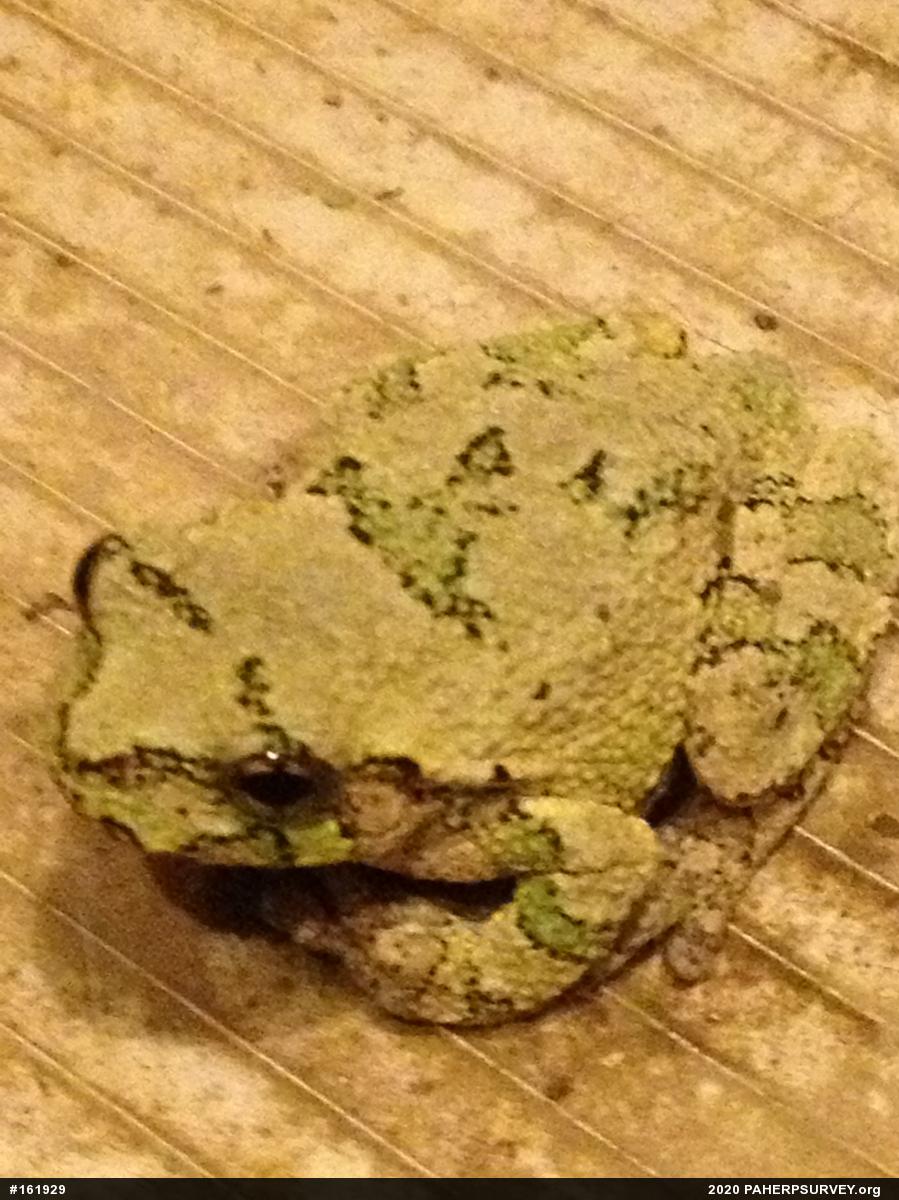 Unknown Gray Treefrog