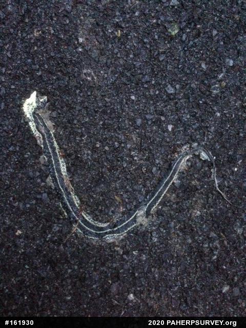 Eastern Gartersnake