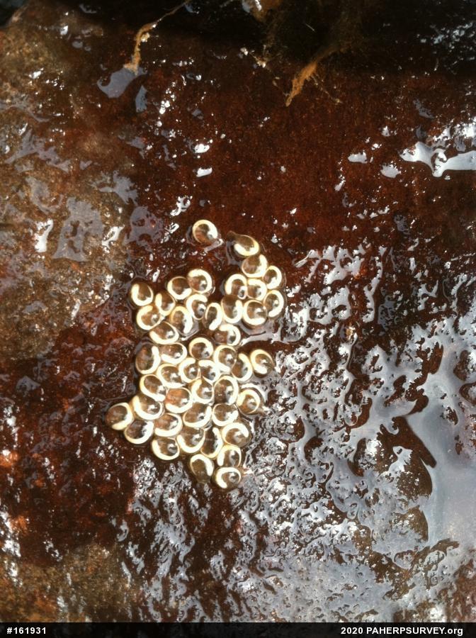 Northern Two-lined Salamander