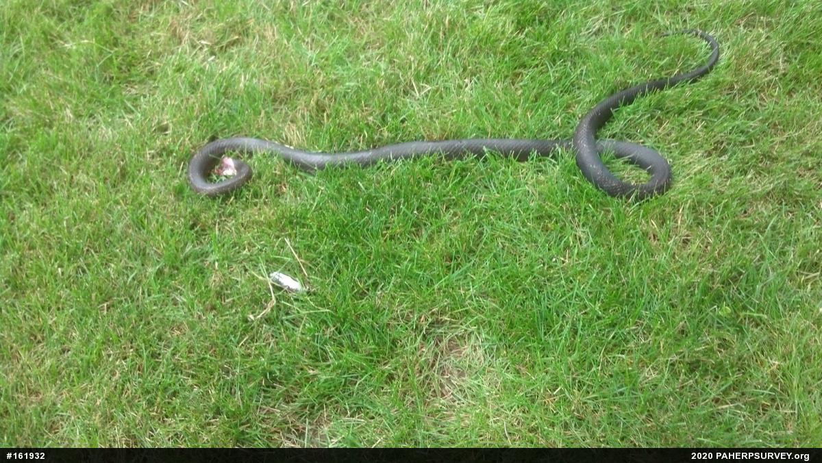 Eastern Ratsnake