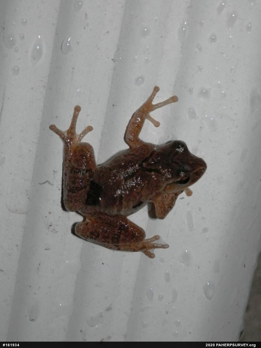 Spring Peeper
