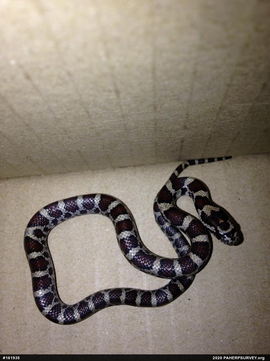 Eastern Milksnake