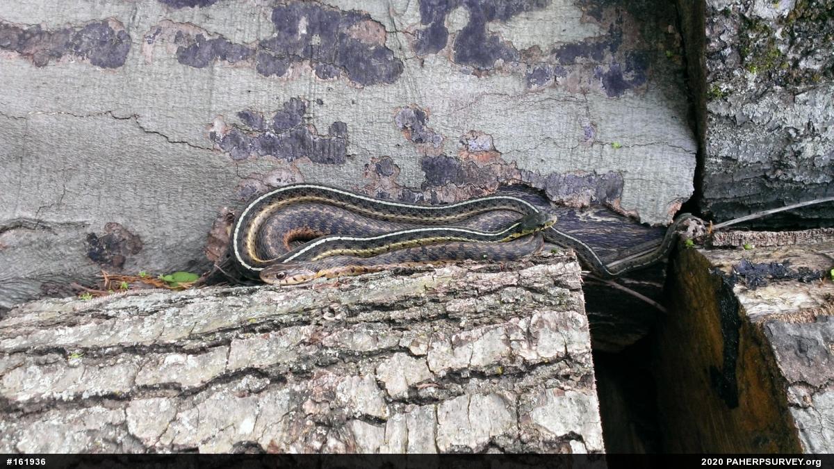 Eastern Gartersnake
