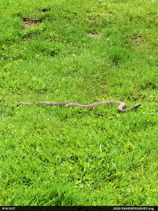 Northern Watersnake