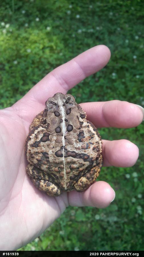 Eastern American Toad