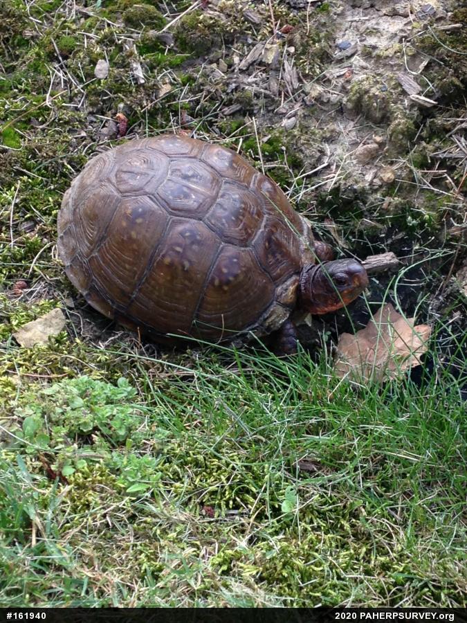 Box Turtles