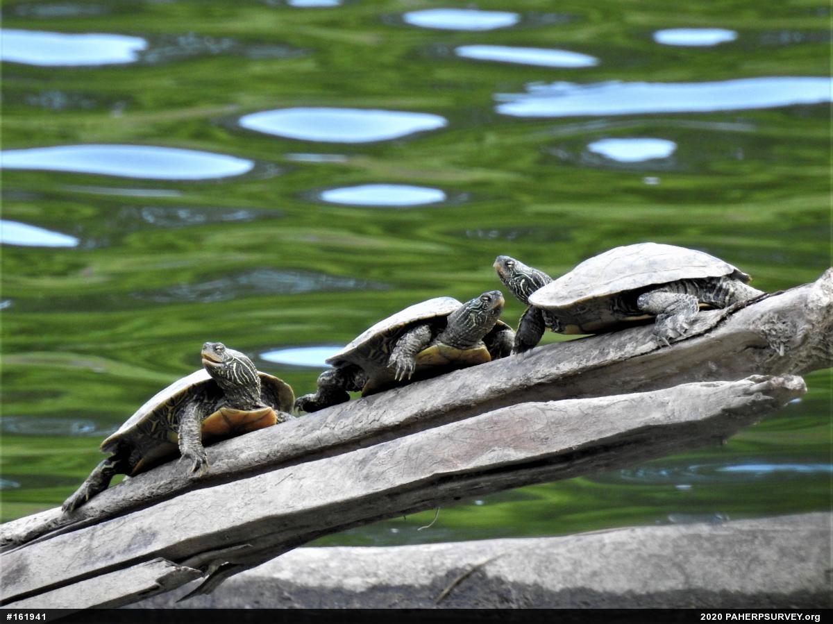 Northern Map Turtle