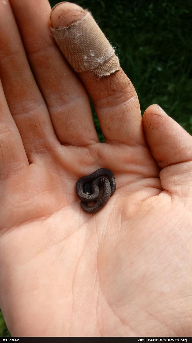 Red-bellied Snake