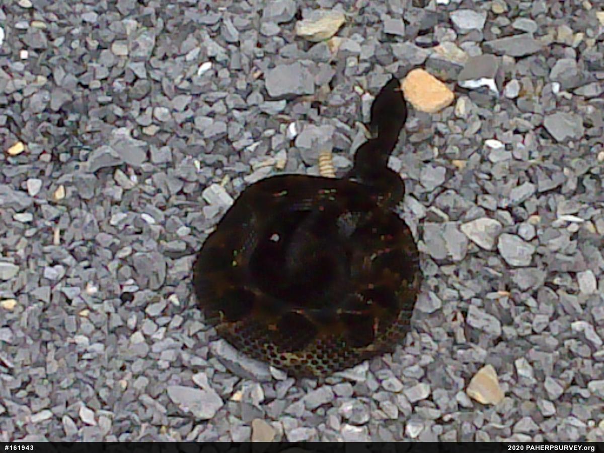 Timber Rattlesnake
