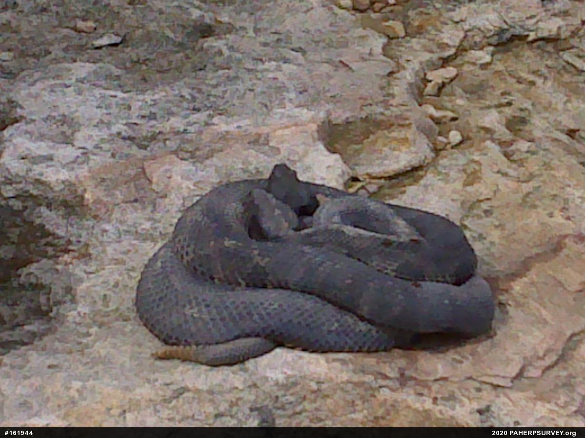 Timber Rattlesnake