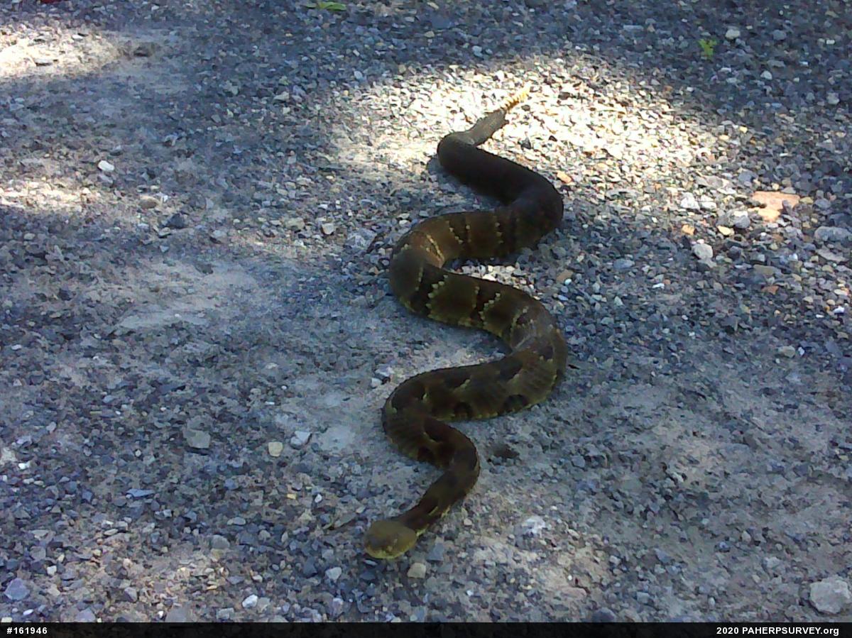 Timber Rattlesnake