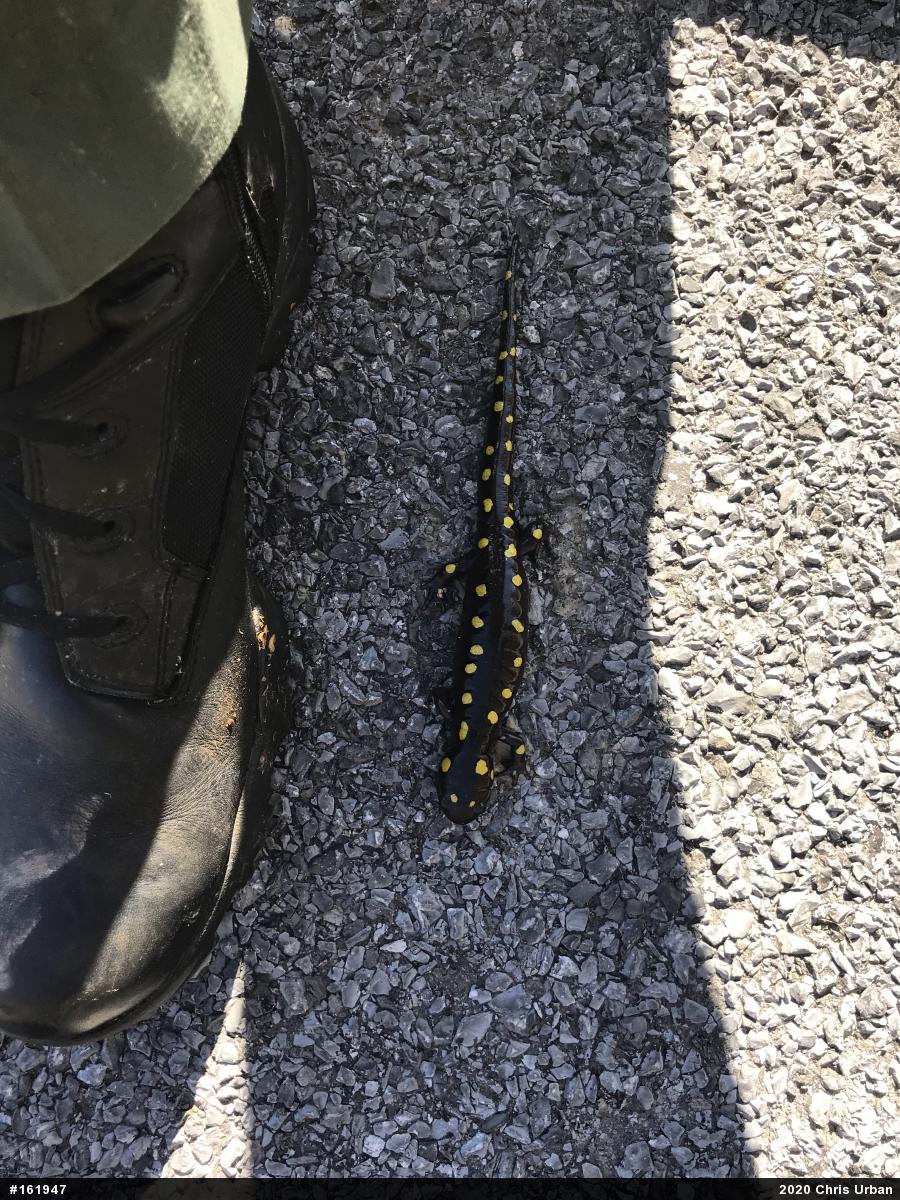 Spotted Salamander