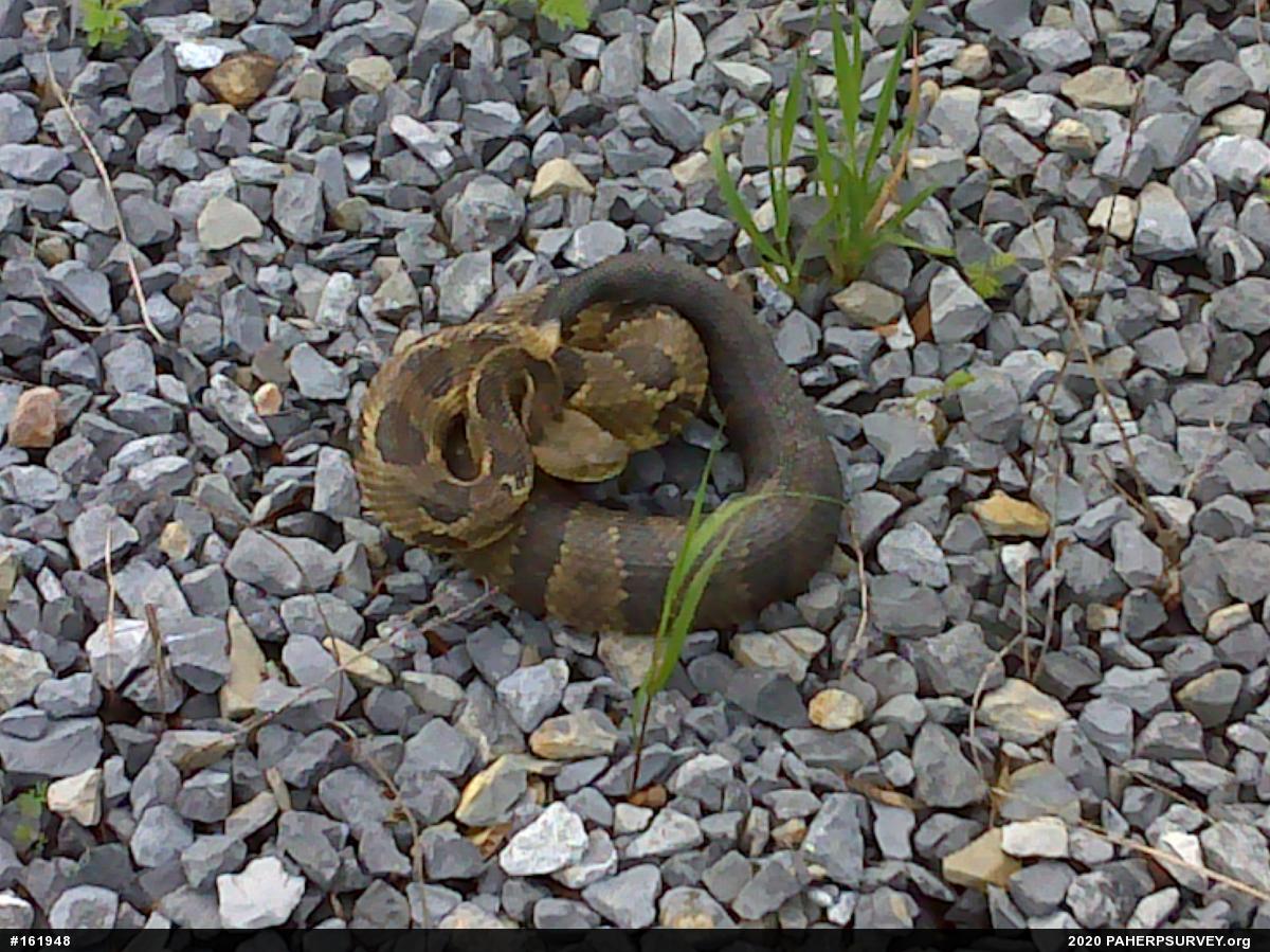 Timber Rattlesnake