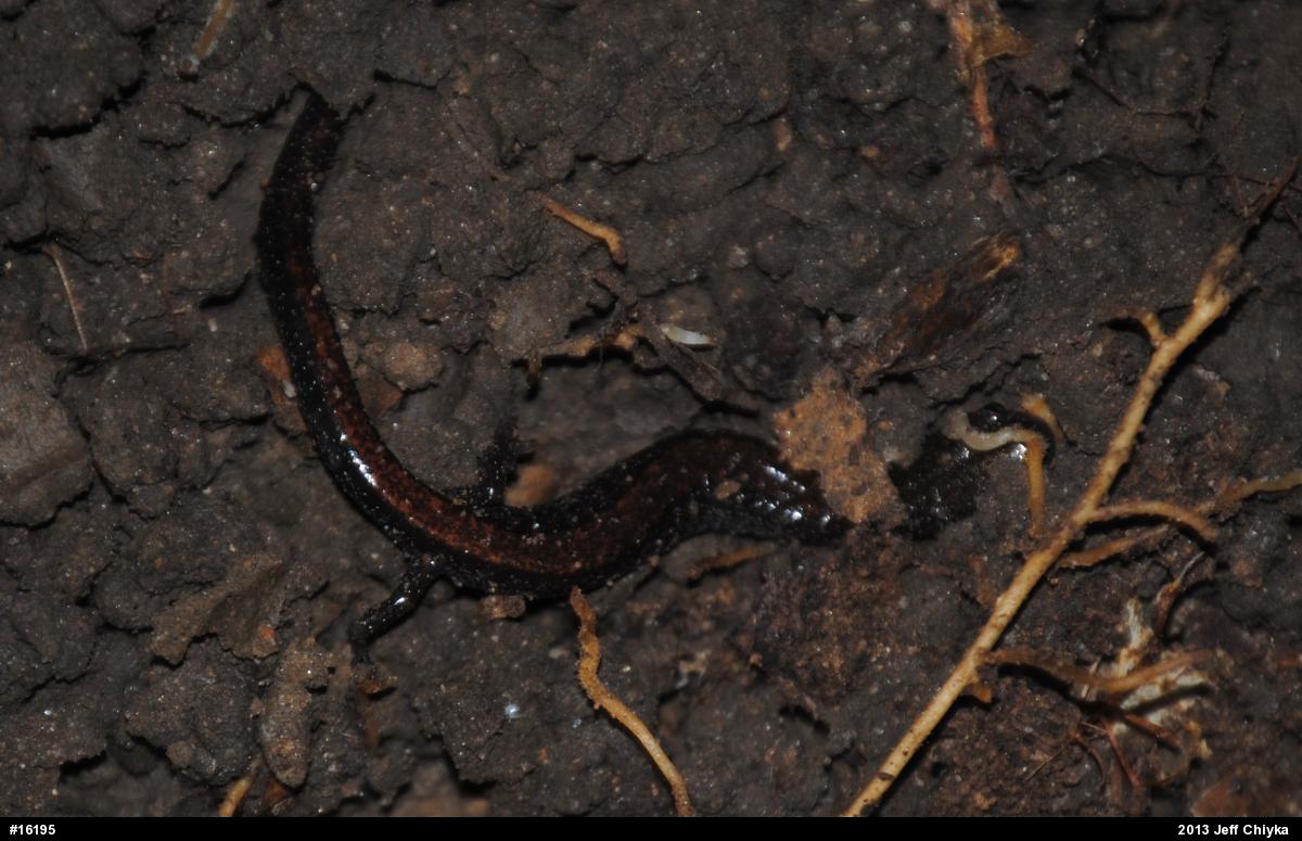 Eastern Red-backed  Salamander