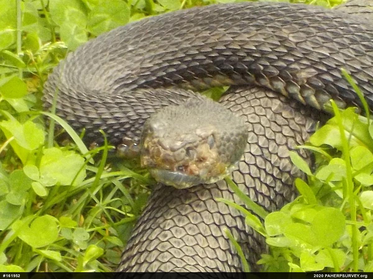 Timber Rattlesnake