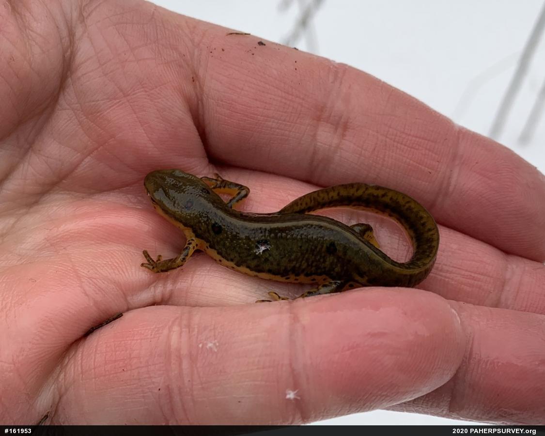 Red-spotted Newt
