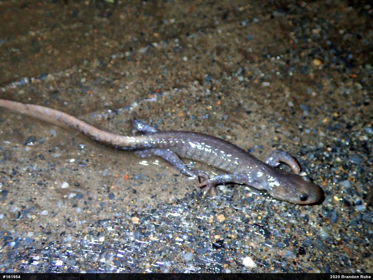 Jefferson Salamander