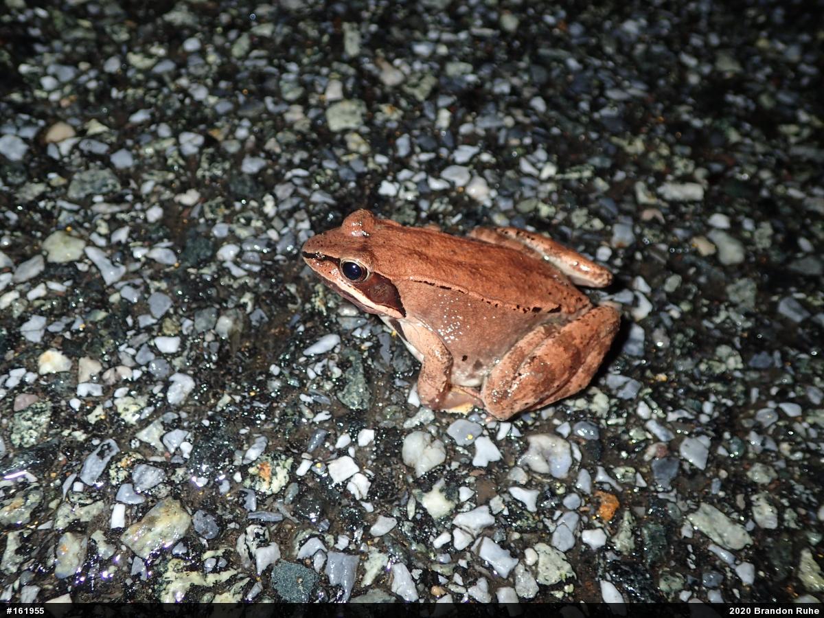 Wood Frog