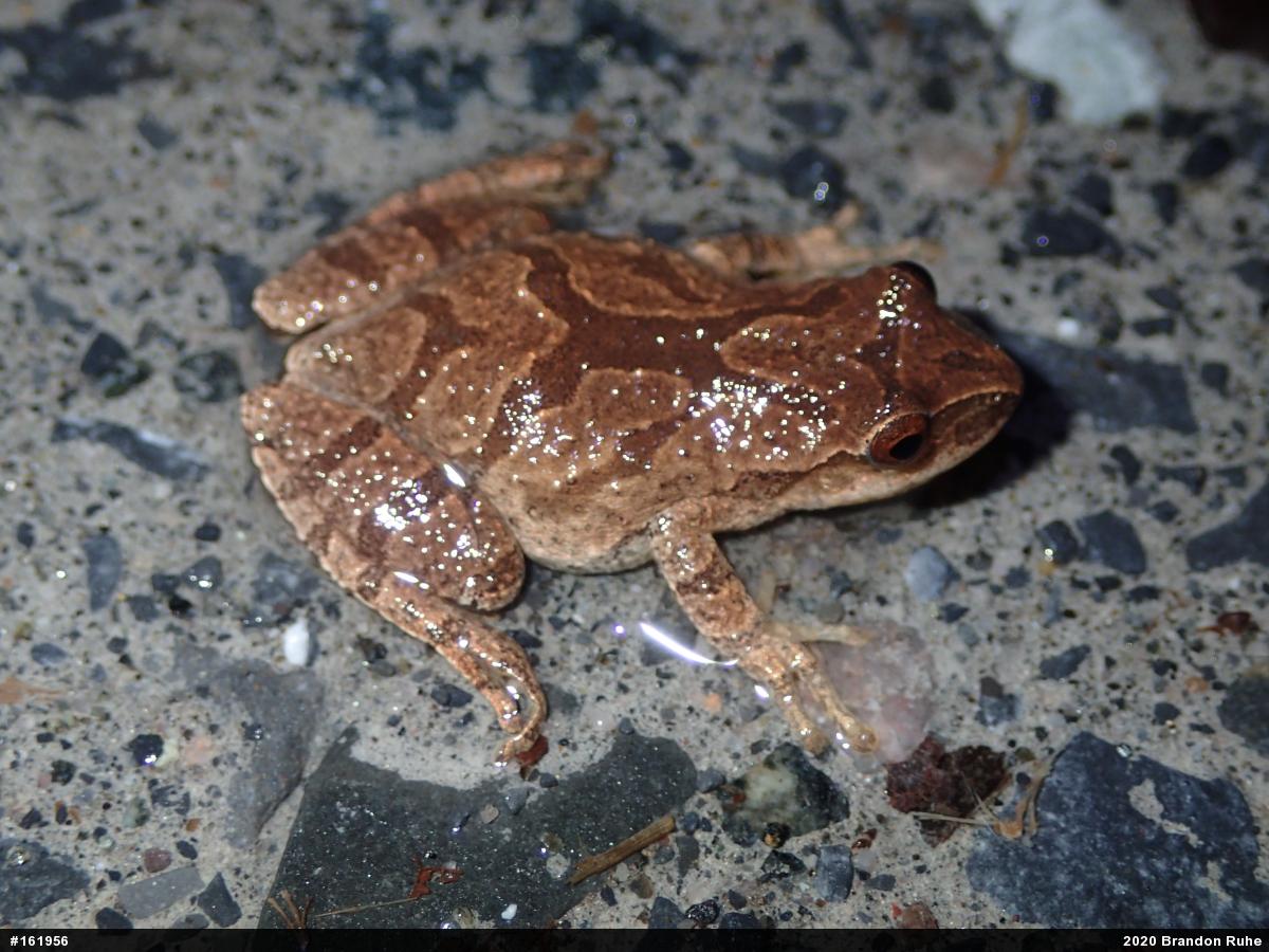 Spring Peeper