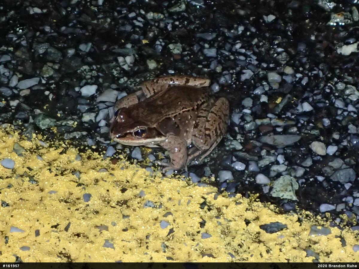 Wood Frog