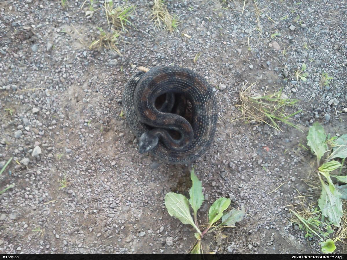Timber Rattlesnake