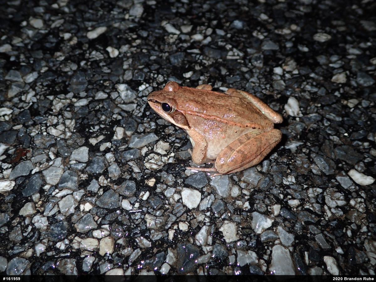 Wood Frog