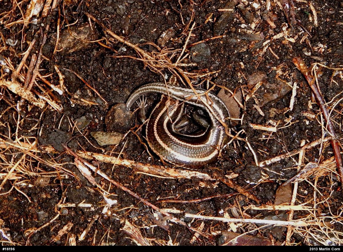 Common Five-lined Skink