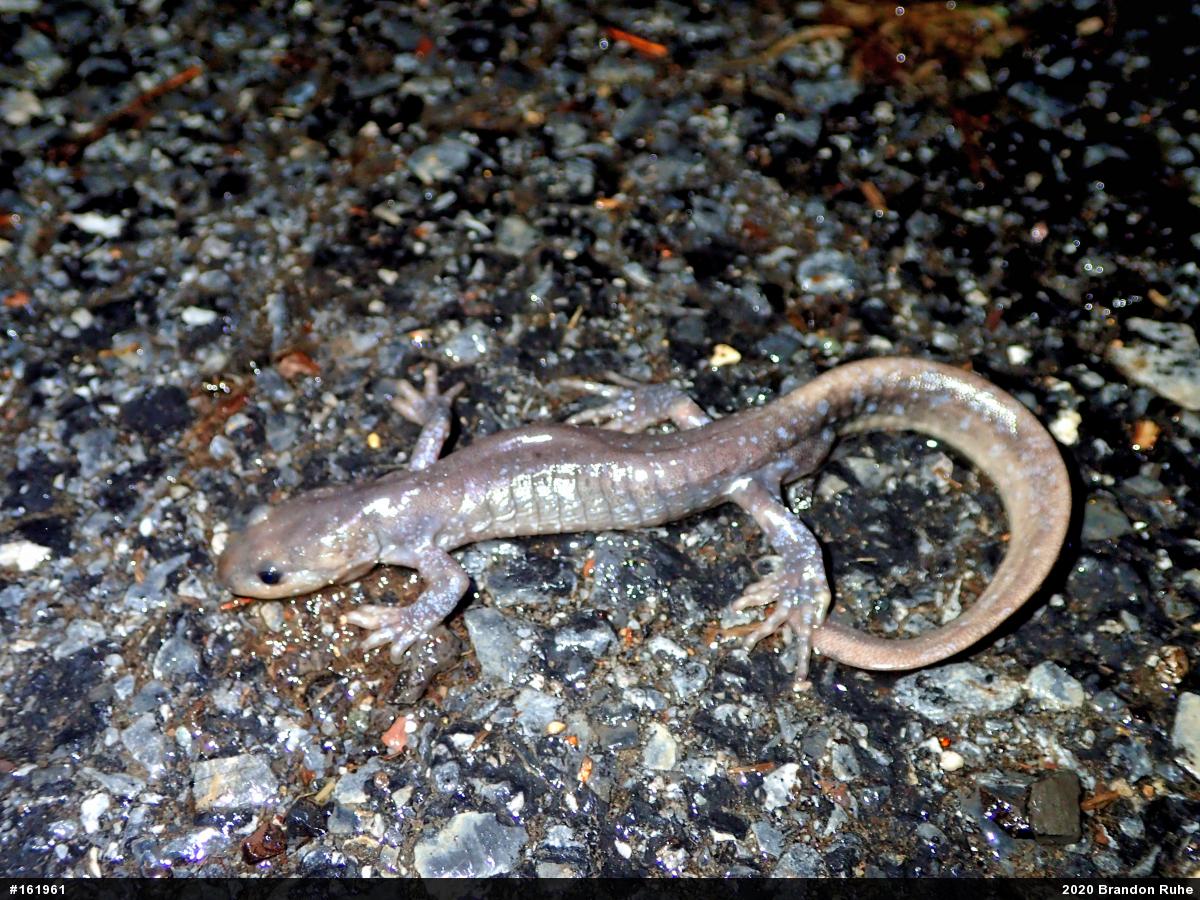 Jefferson Salamander