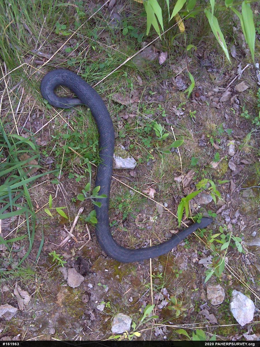 Timber Rattlesnake